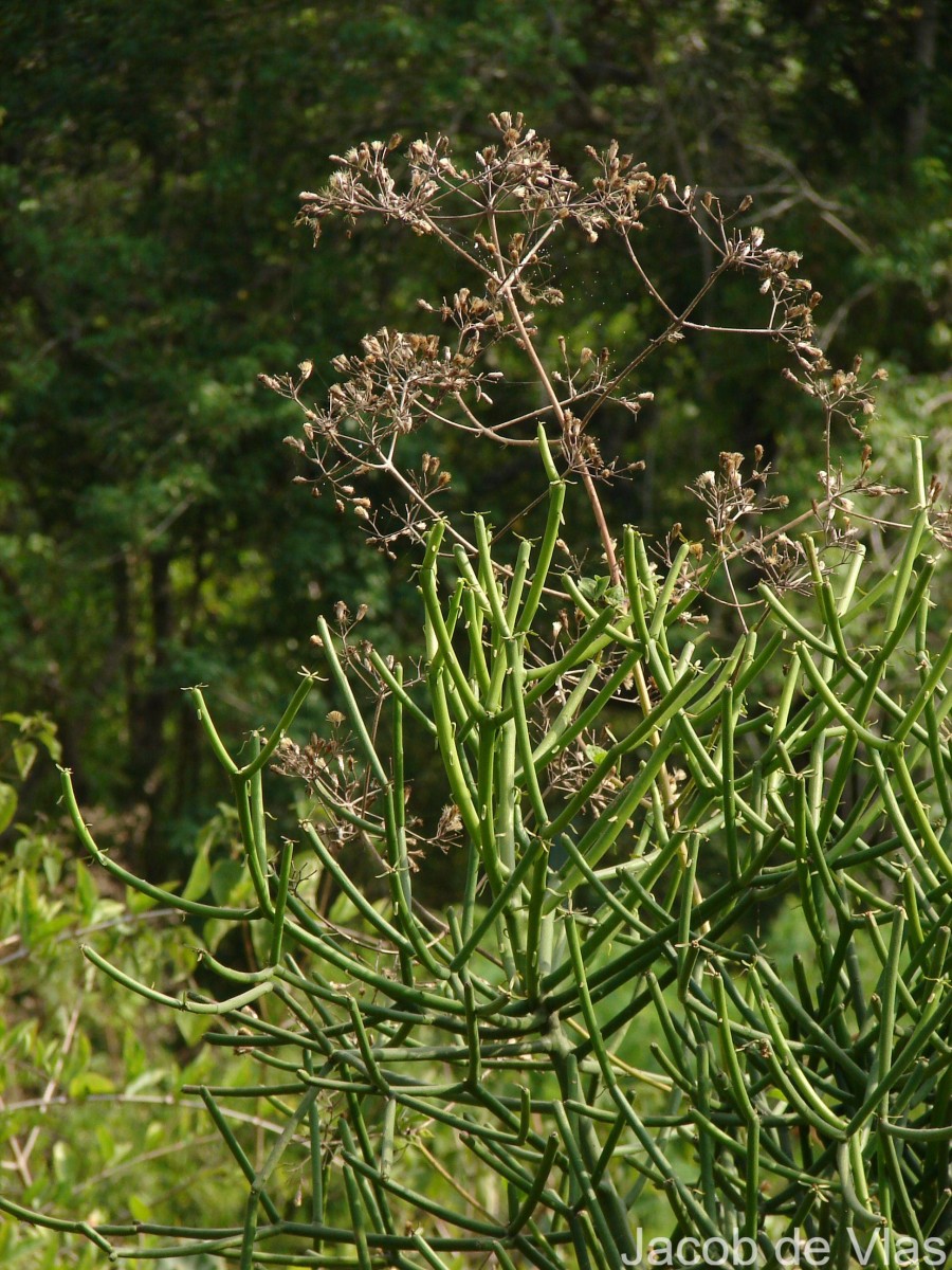 Euphorbia tirucalli L.